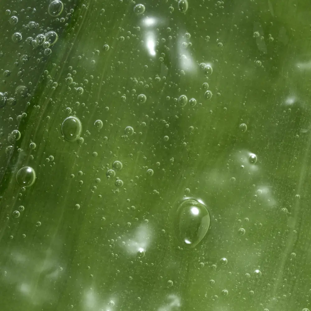 Feminelle Soothing Intimate Wash with Aloe Vera 300 ml | Gentle Daily Cleanser | pH-Balanced & Dermatologically Tested